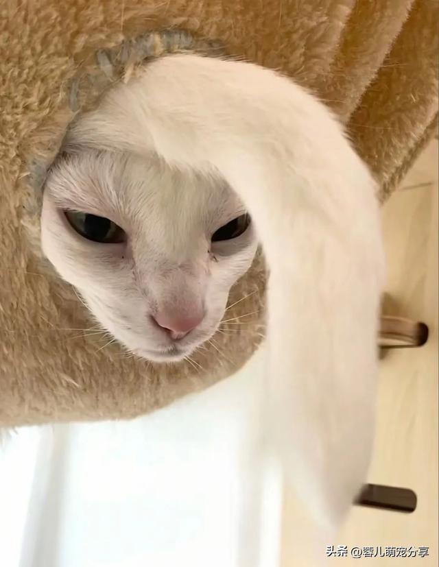 妹子说被一只猫油腻到，寻思能有多油，结果…哈哈哈我投降！