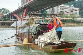 禁渔期结束！撒网！梧州市渔民开始新一轮捕捞作业图片