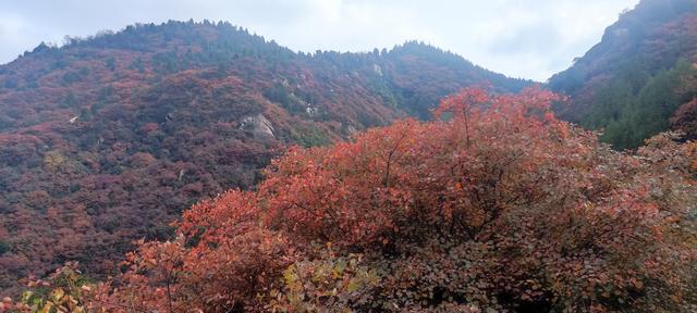 骊山红叶似火 车辆行人如织