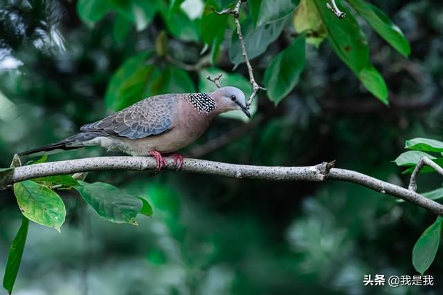 你熬的不是夜，是回不去的青春。