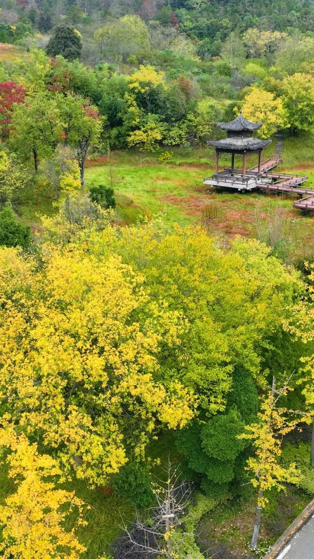 秋日限定浪漫!1000亩银杏染成“黄金海”