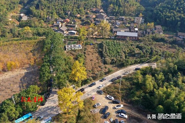 古桥、古村，银杏黄、芦苇荡，宁波城郊居然有这么美的赏秋地