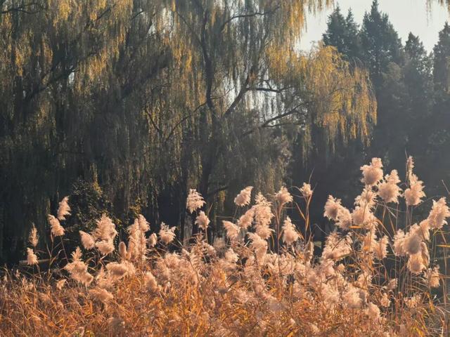 发现丰台之美 | 满目鎏金，层林尽染！南森美如画——