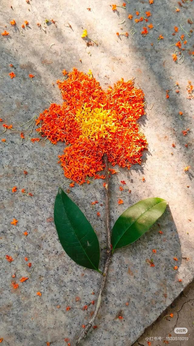 pong香！汉中的桂花怎么全“想开了”→