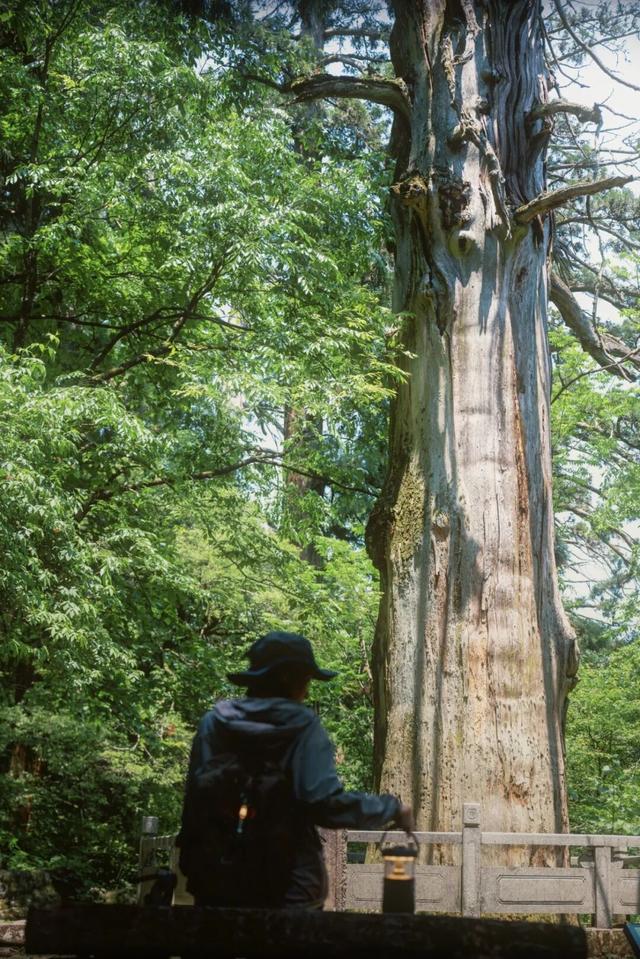 天目山秘境觉醒！用镜头解锁“大树王国”的N种打开方式