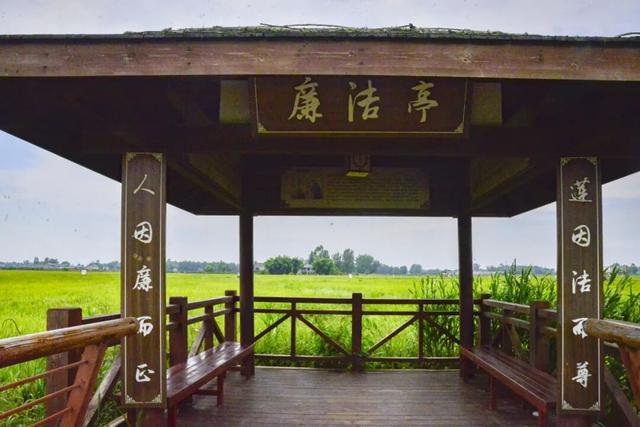 稻浪、长廊、观景台……新津宝藏乡村，“丰”景入画