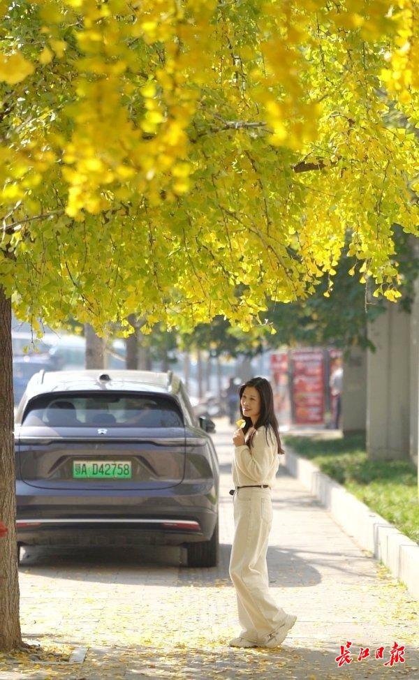 武汉街头4万株银杏披上“黄金甲”，这些地方是最佳观赏点