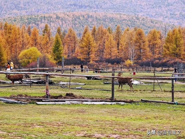 在深秋的根河邂逅驯鹿