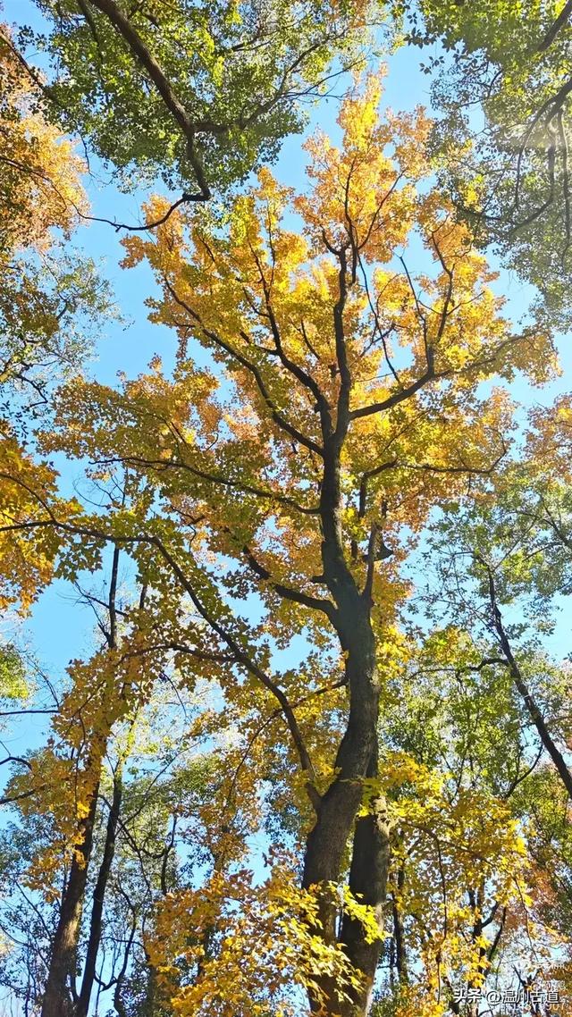 秋染浙西，邂逅烂柯仙境的绝美风光！