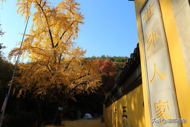 苏州穹窿山下香山草庵，冬日银杏和古庙的完美组合