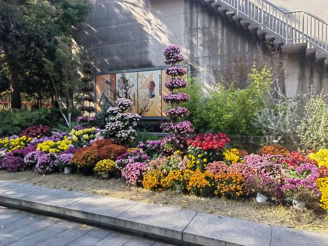 拱宸桥2025年菊花展掠影