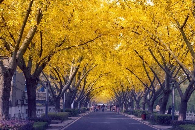 不藏了，推荐天津5个秋色仙境，最后一个惊艳了百年时光！