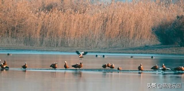 科克布云水库现热闹非凡，白天鹅悠闲游弋，大雁白鹭共舞水上芭蕾