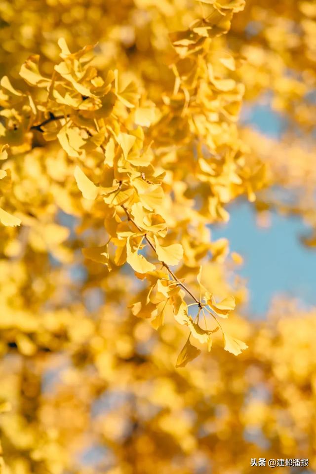 建邺5大封神赏景地，错过再等一年