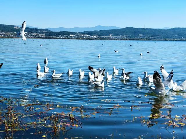 海鸥来了！丽江拉市海藏着冬天最治愈的邂逅