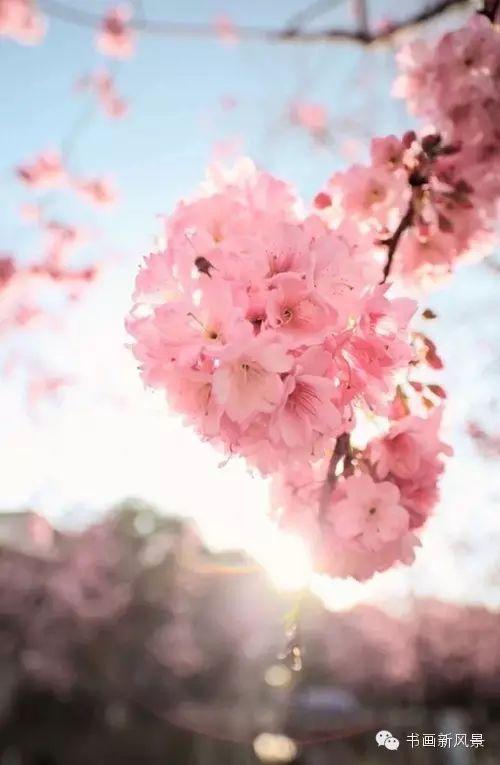 醉是春花烂漫时