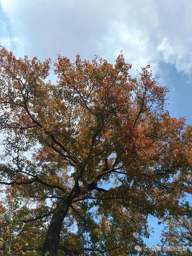 温州这两条知名红枫古道已经红啦!周末是最佳观赏期,不要错过!