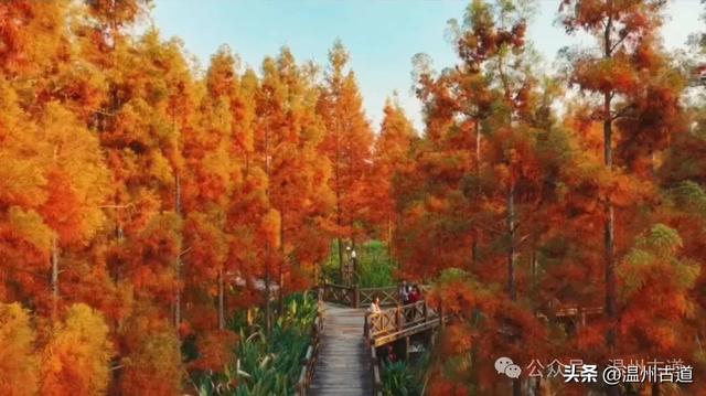 温州年度大片《红杉林》已经上映！随手一拍就是壁纸！