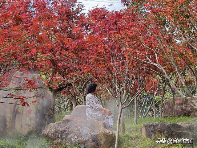 帽峰⼭:山顶有广州最古老岩石，这里红叶，为何在9月就如此红艳？