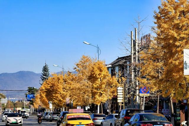 大理“金色童话”背后藏“秘密”