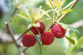 零失败的家庭版杨梅酒，无技巧无难度，做一次喝一年，清爽不上头图片