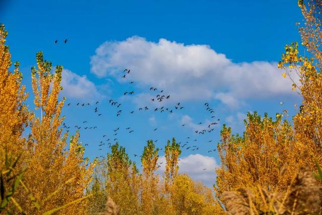 鸿雁带霜来，秋色始斑斓