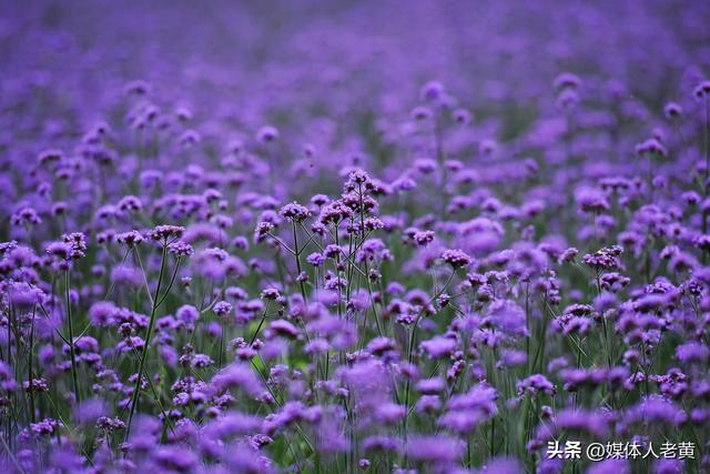 六盘水梅花山雪道变“紫色花海”避暑纳凉添新景