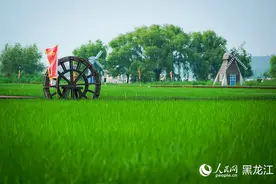 “行进中国”调研行·活力黑龙江丨火山岩上种出“致富稻”图片