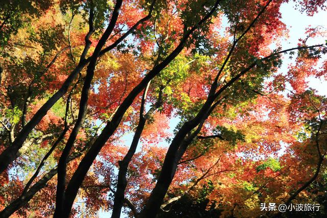 杭州冬日徒步，从古村到茶园，银杏金黄枫树染红，感受山野之乐