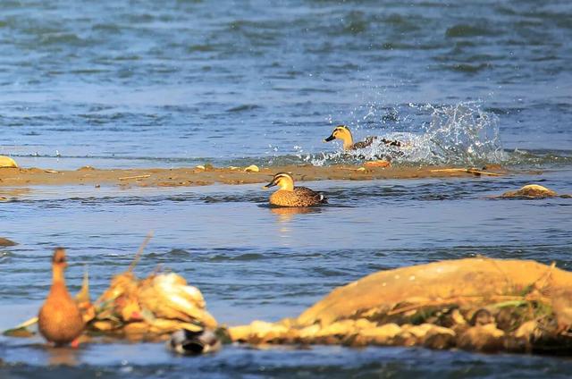 一定要去一趟！金堂这里的美，藏不住了！