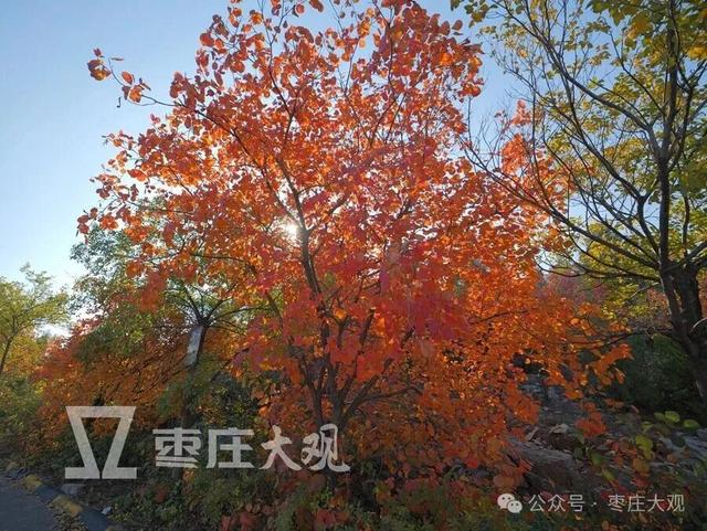 实拍枣庄牛郎山进入红叶观赏期！