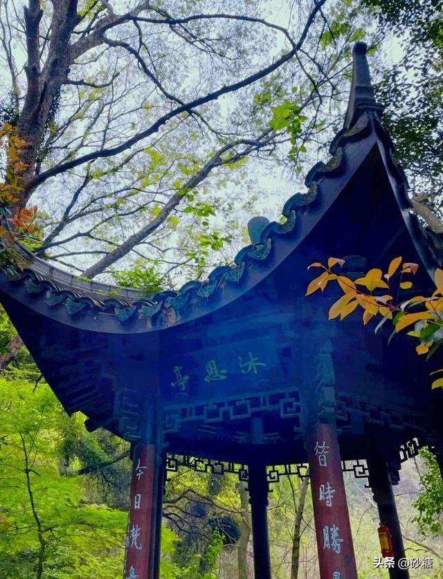 一键get森系大片！半山国家森林公园吸氧徒步全攻略