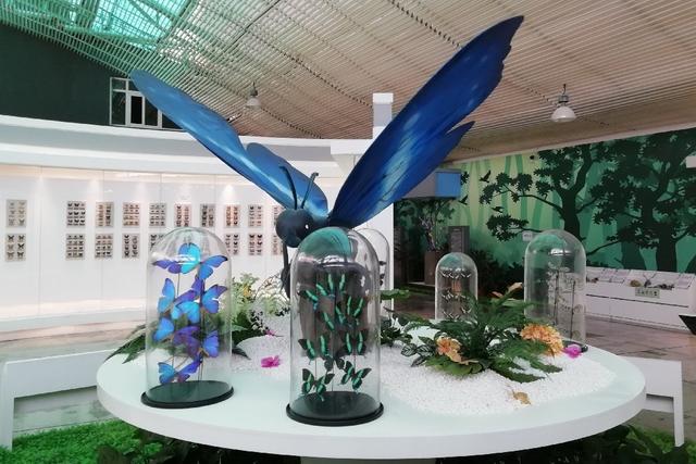 北京顺义国际鲜花港 梦幻的花海秘境