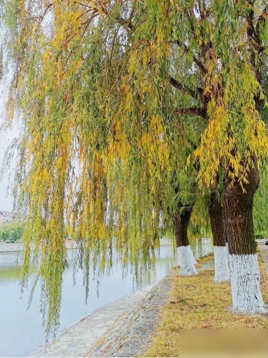 阴树不能进阳宅，老祖宗告诫：不管院子多大，这5种树最好都别种