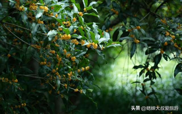 快来杭州一趟高雅之行吧，六大桂花秘境进度达70%，满城尽是香味