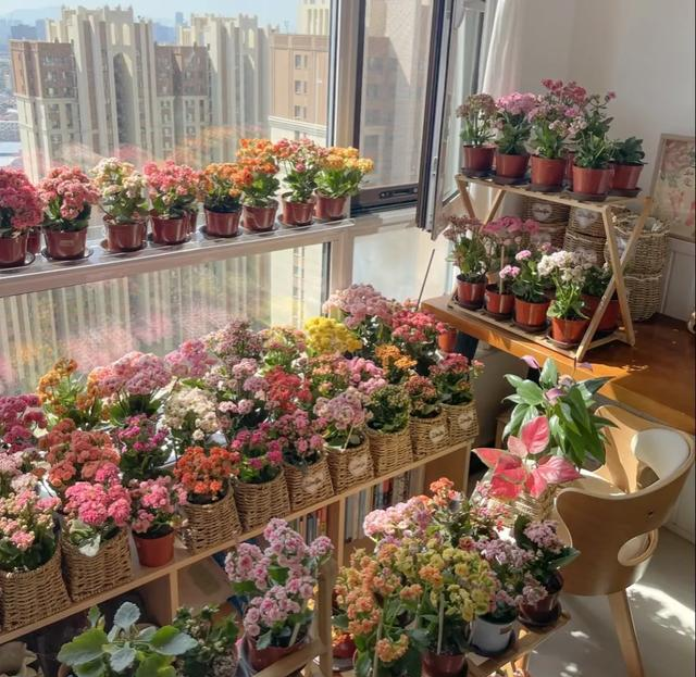 东北吉林一宝妈，种了一阳台的长寿花，花开似锦都说麻了