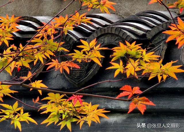 跟着张旦行摄中国-走进南京 这座国家历史文化名城 感受古都的魅力