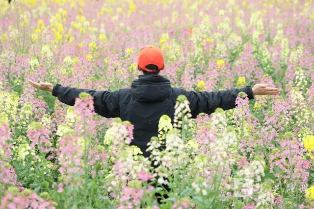 不负春光！东兴染房坝村彩色油菜花等你来打卡