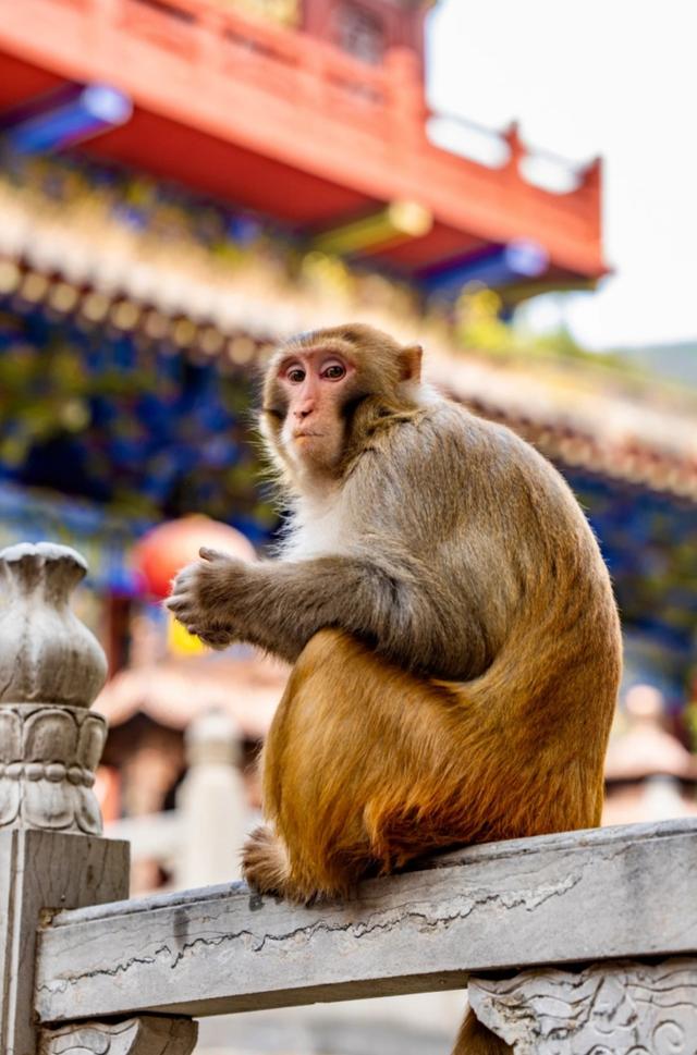 我是北京人，刚游完河南巩义，憋了 6 个疑问不吐不快。