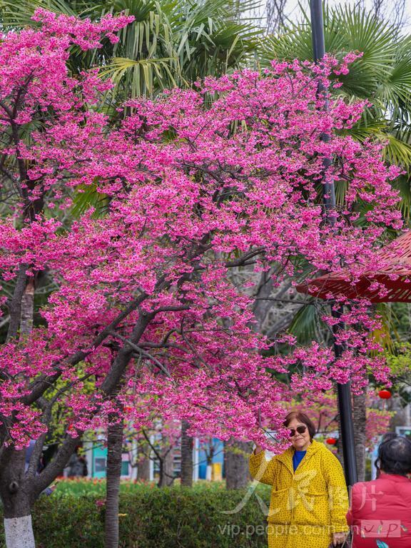 图游天下 发现上海|早樱盛开！五大宝藏赏樱点位请收好