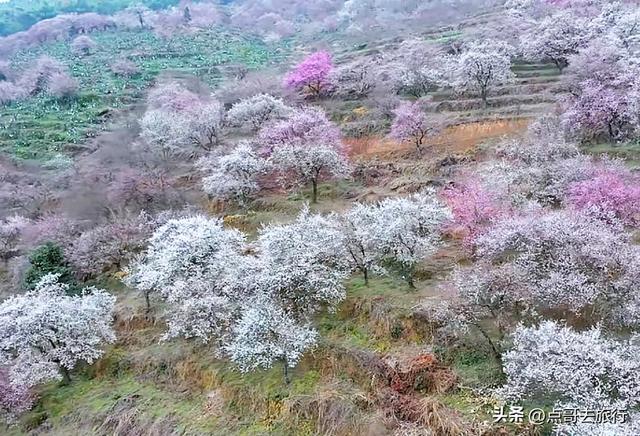 成都真正的“小林芝”盛景，被严重低估，漫山梅花，美到震撼！