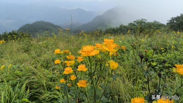 来呀，去白云山看金莲花，辽阳县大黑山风景区境内的白云山