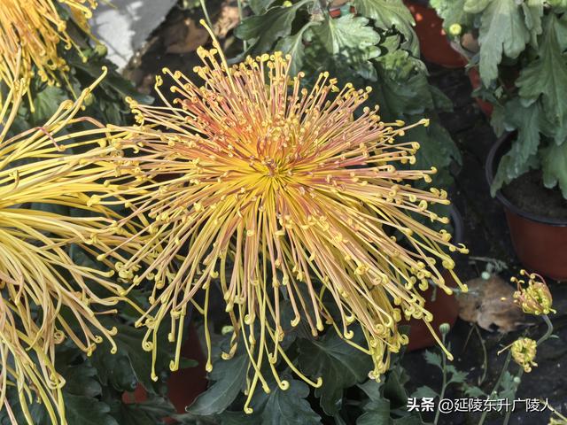 常州城东横山桥白龙观 冬日菊花节 采菊东篱下，悠然见横山