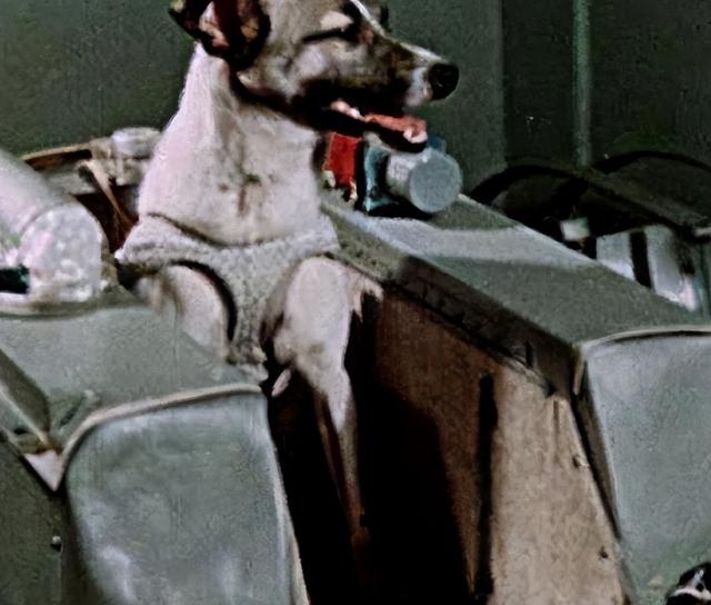 比人类更早进入太空，死亡真相却被隐瞒45年？揭秘苏联隐瞒的惨剧