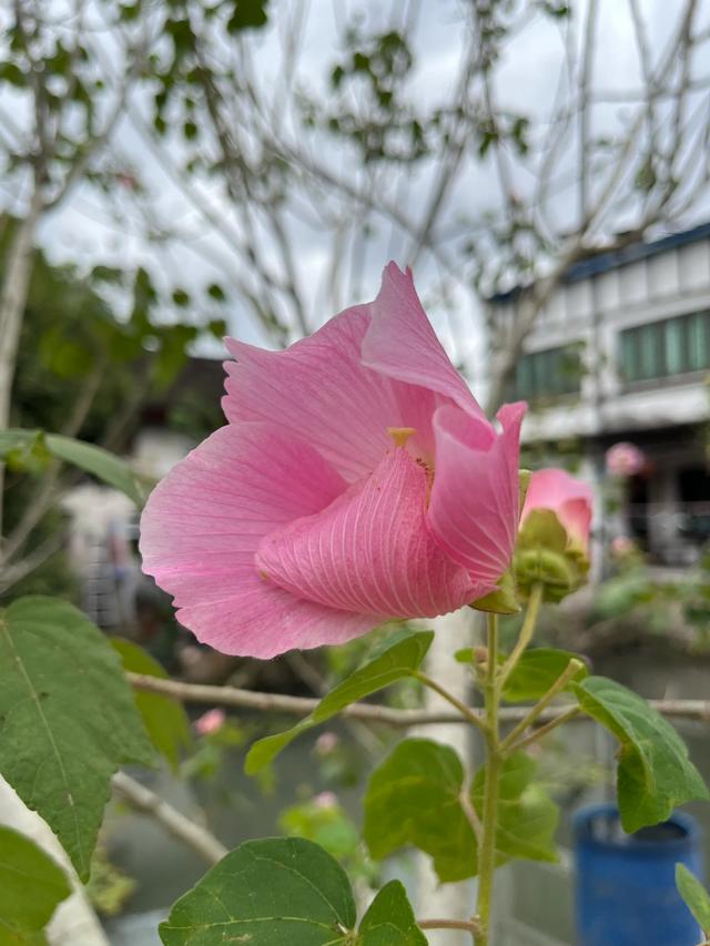 退休夫妻自驾温州永康之苍坡古镇、石桅岩、芙蓉古镇、丽水街