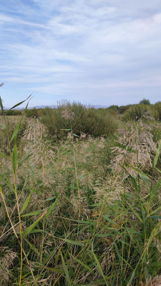 包头城南靠近黄河的昭君湖，也叫小白河景区，黄河浩渺，湖平如镜