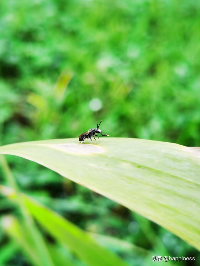 原创拍摄，叶尖上的小虫（第一篇）