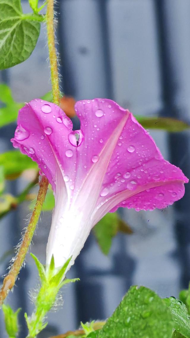 绝美的雨中花