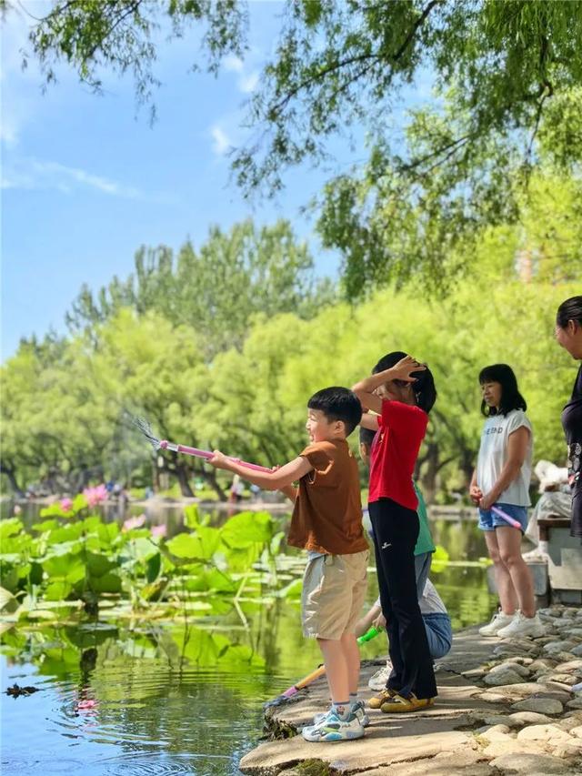 回民区：在青城公园捞一捧清凉