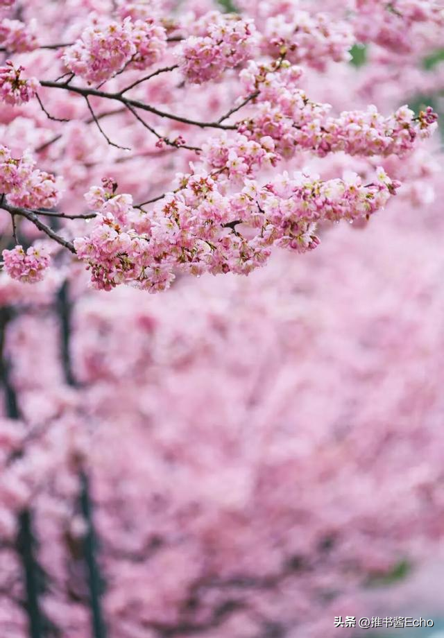 无锡这个免费公园，突然爆火。